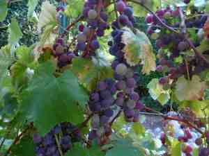 Grapes5