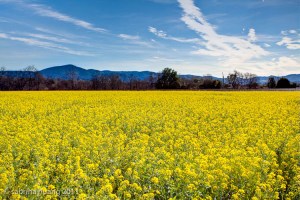 20110207Napa079_80_81