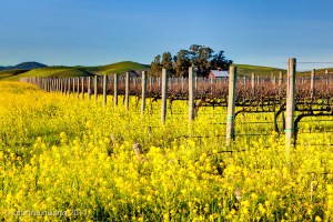 20110208Napa349_50_51