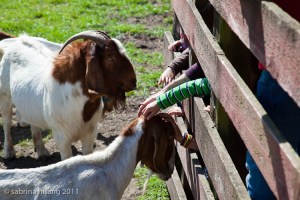 20110416MorrisRanch007