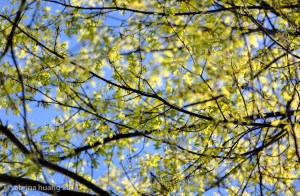 20110503Mendocino003