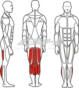 Prone Leg curl Prone Leg curl