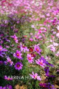 20121109Taiwan044_5_6