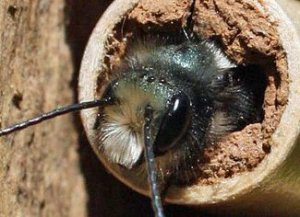 Mason_bee_eyes Mason_bee_eyes