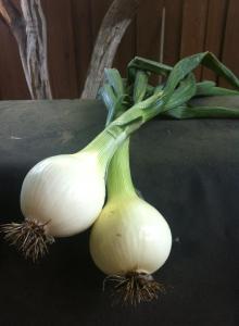 405653_10151706892105625_1959668905_n 405653_10151706892105625_1959668905_n