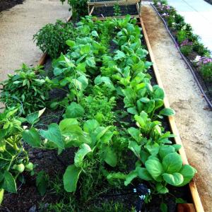 935064_10151823332610625_416001199_n