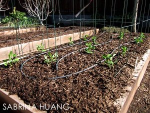 535045_10151518149805625_1128868105_n 535045_10151518149805625_1128868105_n