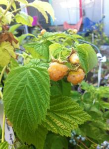 310256_10151707833840625_1369678268_n 310256_10151707833840625_1369678268_n