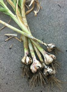 936833_10151707833900625_87301599_n 936833_10151707833900625_87301599_n