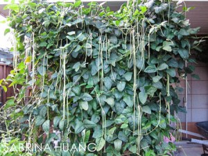 20130819Gardening001