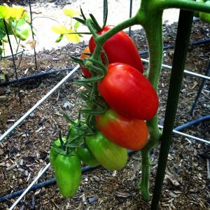 954727_10151823333790625_781731467_n