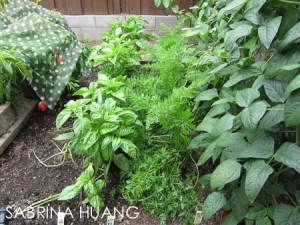 20130722Farm Share010