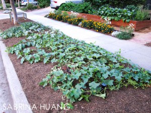 20130819Gardening002