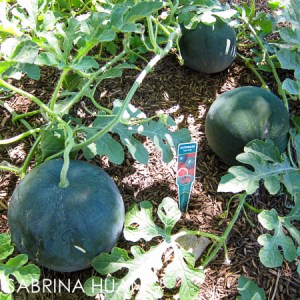 20130825Gardening009