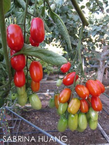 20130822Gardening003