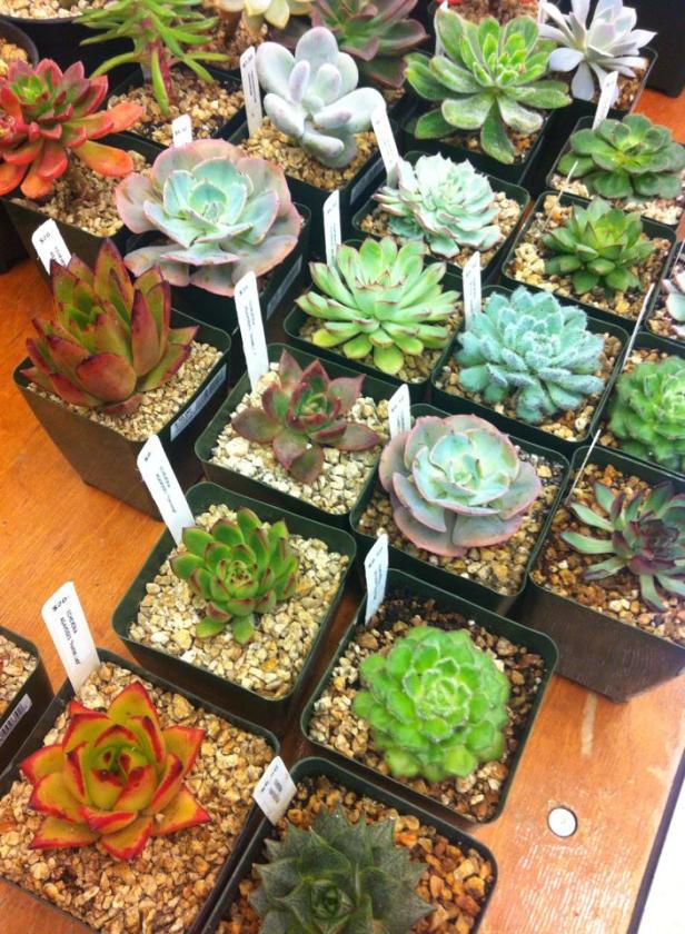 10155105_10152820461240625_5577583281885951226_n