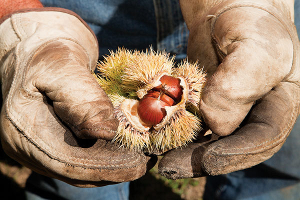 chestnuts