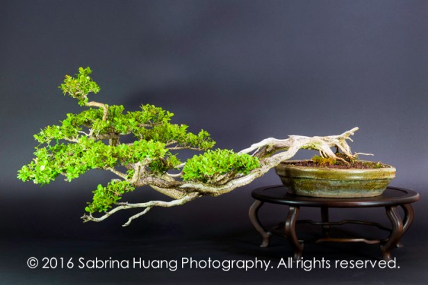 20160501_Bonsai-19