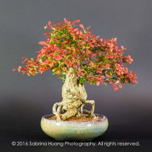 20160501_Bonsai-37