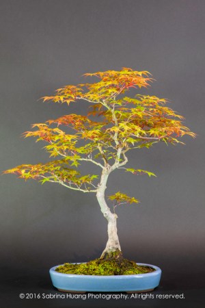 20160501_Bonsai-51