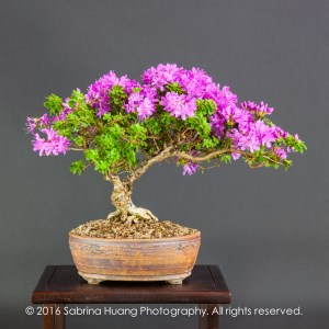 20160501_Bonsai-76